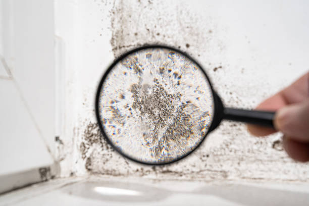 Why You Should Choose Our Mold Remediation Services in Menands, NY